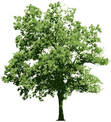 Cincinnati tree service image